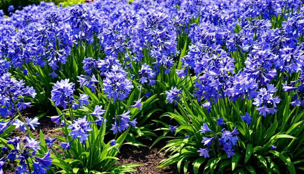 podzieliłem agapant przez 30 dni, a mój ogród zakwitł obficie jak nigdy wcześniej. sprawdź, jak ta metoda może odmienić twoje rośliny!